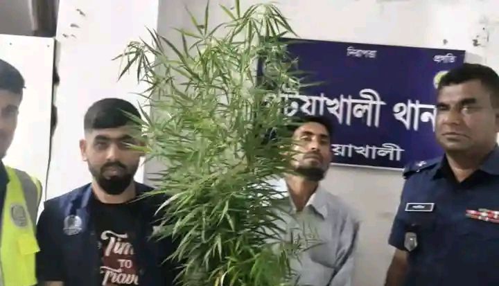 পটুয়াখালীতে গাঁজাগাছ সহ-১জন গ্রেফতার