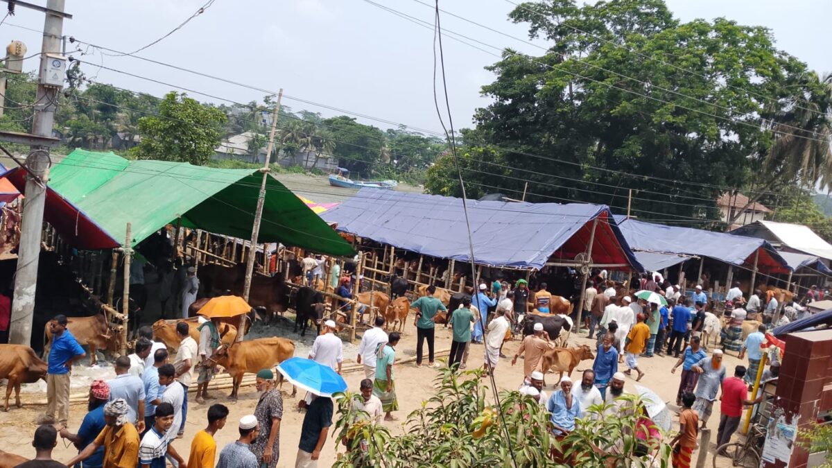 শত বছরের ঐতিহ্য, নেই কোনো খাজনা ভাণ্ডারিয়ার পশুর হাটে ক্রেতা-বিক্রেতাদের স্বস্তি