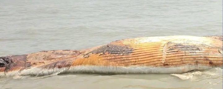 কুয়াকাটার সমুদ্রে ভাসছে বিরল প্রজাতির বেলিন তিমি