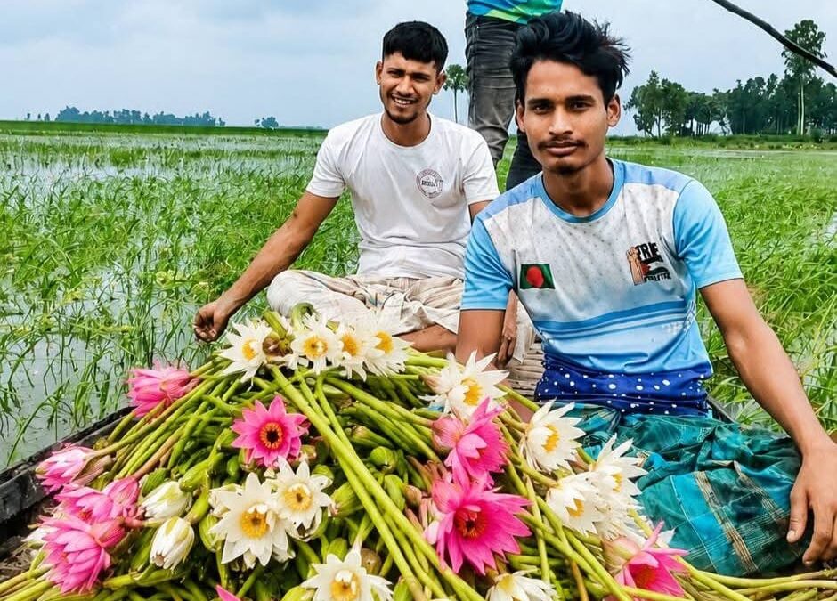 শরতের আগেই চলনবিলে লাল-সাদা শাপলার সমারোহ!অপরূপ সাজে প্রকৃতি