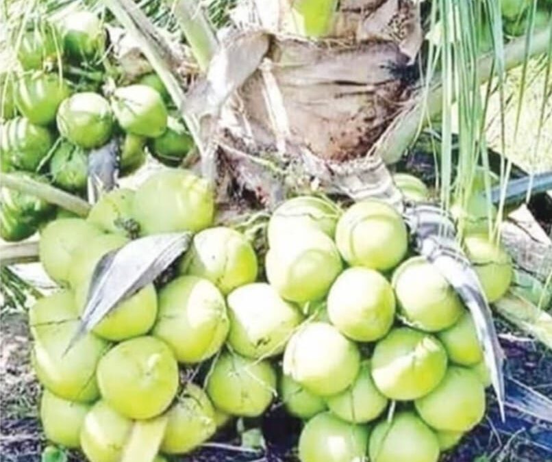 ভিয়েতনামী খাটো জাতের নারকেল চাষে ডুমুরিয়ায় বিপ্লব: আড়াই বছরেই ফলন, বছরে মিলছে ৩৫০ নারকেল