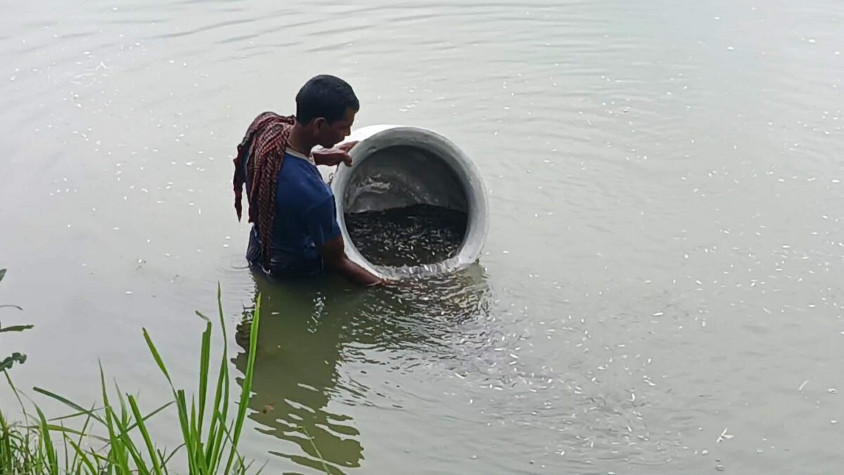 রাজবাড়ীর বালিয়াকান্দিতে মিশ্র মৎস্য চাষে ঝুঁকেছেন কৃষক নিজামুদ্দিন