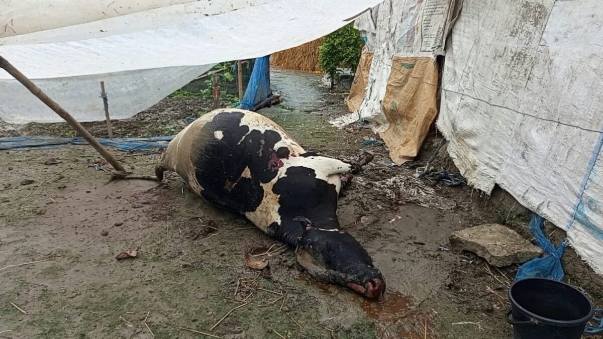 টুঙ্গিপাড়ায় আগুনে পুড়ে ছাই দিনমজুরের স্বপ্ন, ৫ গাভীসহ গোয়ালঘর ভস্মীভূত
