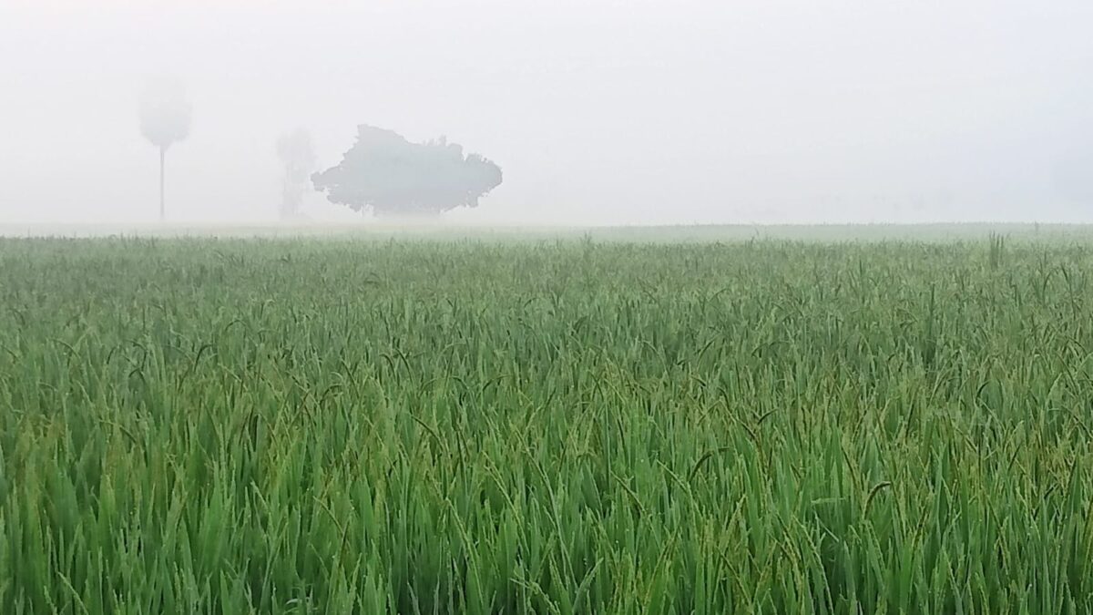 উত্তরে জেলা ঠাকুরগাঁওয়ে শীতের আগাম বার্তা